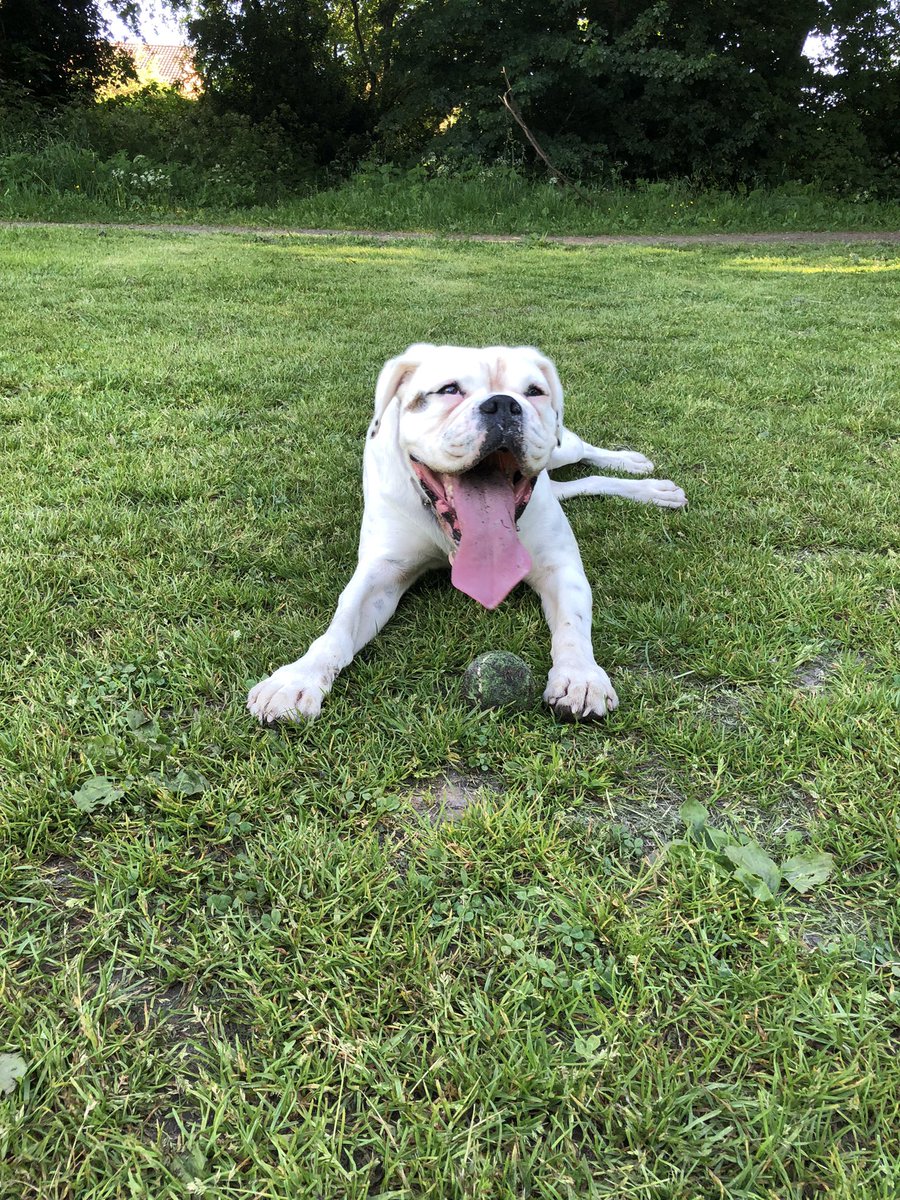Layla the White Boxerdog tweet media