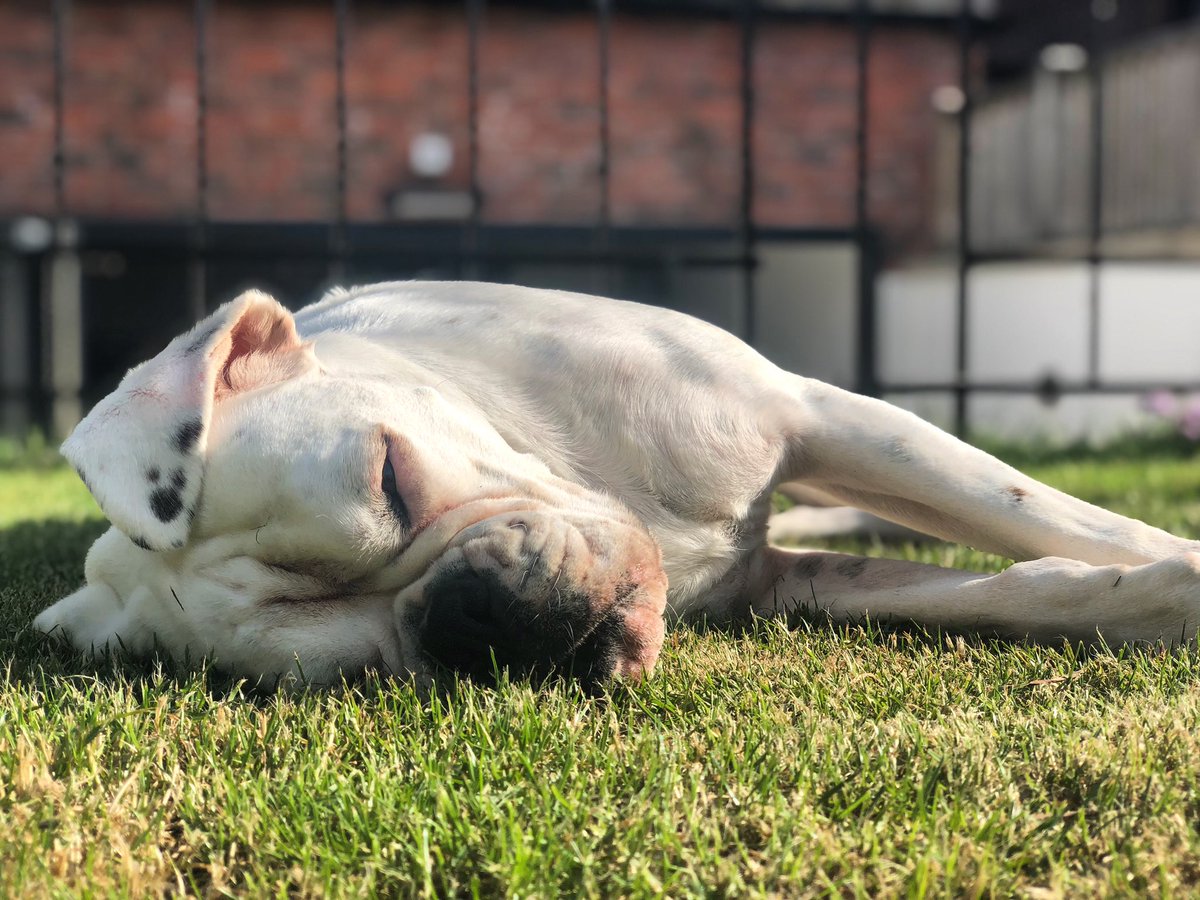 It’s been so warm here I’ve just been chilling 😊 hope your all good 😎😎😎 #laylathewhiteboxerdog #whiteboxerdog #boxerdog #bromocrew #sismos @BoxerDogUnion @DogCelebration @BoxerBond