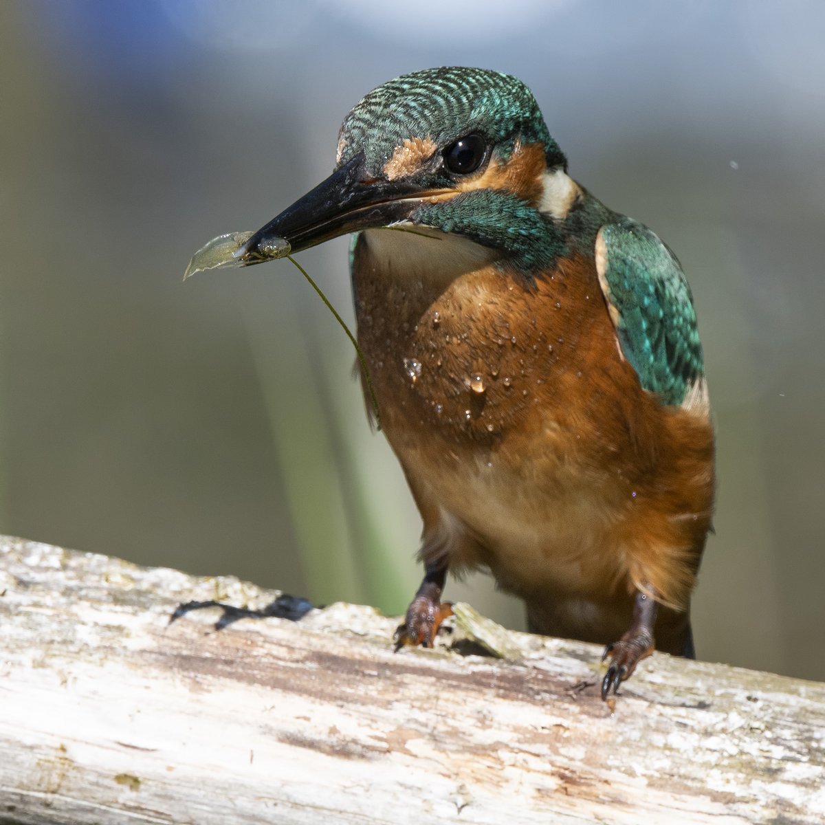 Eindelijk weer eens een #ijsvogel op ca. 7meter voor mijn camera😊. (klik foto)#Alcedo_atthis #Common_Kingfisher #Nature_Photography <a href="/IVNzuidholland/">IVN Zuid-Holland</a> @Natuurmonument <a href="/ZHLandschap/">Zuid-Hollands Landschap</a> <a href="/waarneming/">Waarneming.nl</a> <a href="/vroegevogels/">Vroege Vogels</a> @natuuronline @naturanotitia #natuurfotografie #volgdenatuur #vogelskijken
