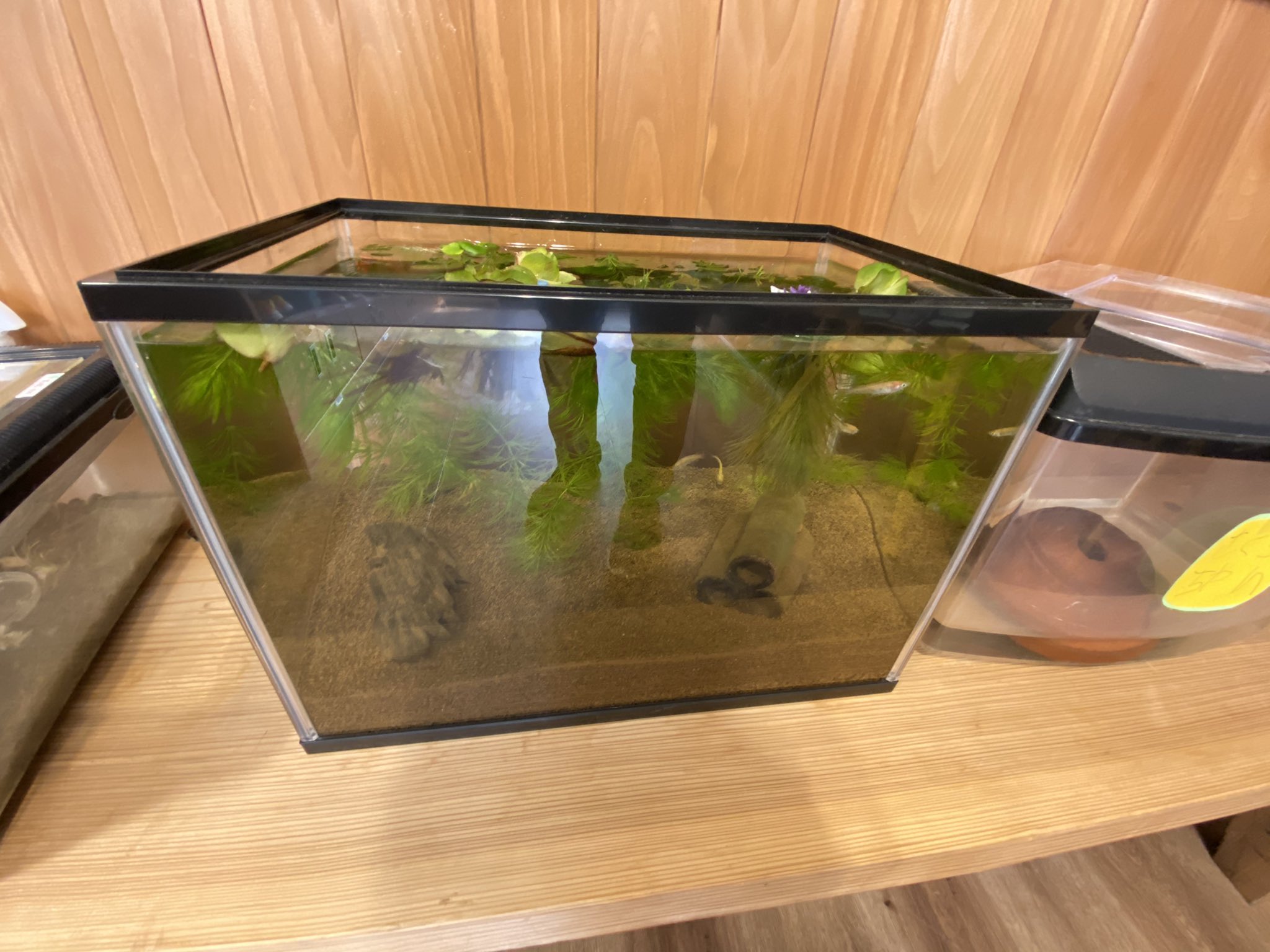 さとルン 職場のメダカ 所長に頼まれ 40cmの水槽に メダカ元々3匹 追加で10匹買ったけど 少しずつ減っています エアー なしで 水草で酸素を補ってますが どう対処すればよいでしょうか メダカ メダカ水槽 保育園 メダカが減ってます T Co