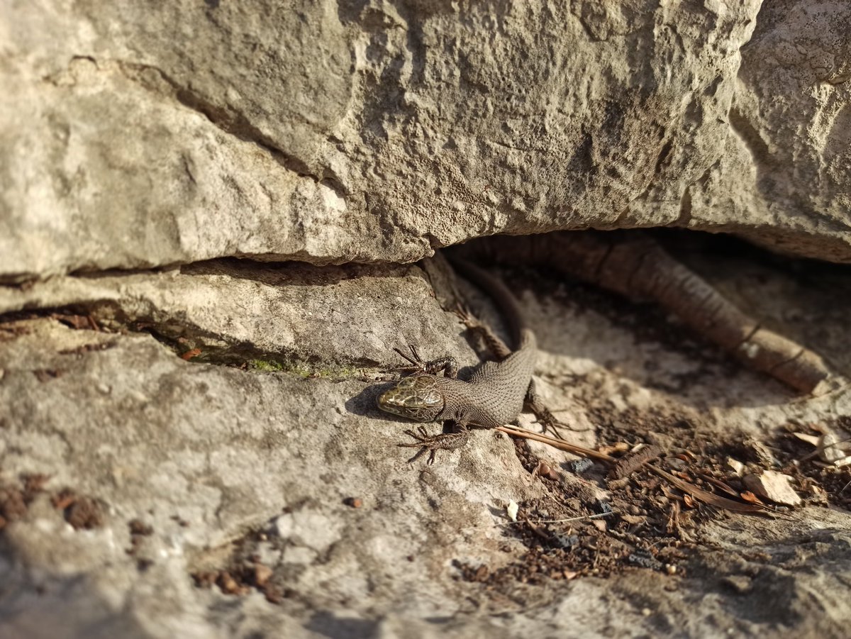 Looking forward to the online 28th International Karstological School "classic karst" that starts this morning. With what better place to attend from than the classic karst itself