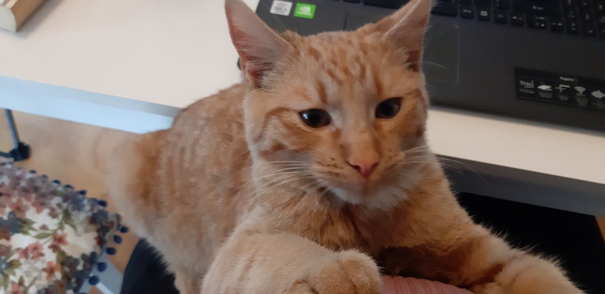 Odin has been helping me write my novel synopsis #amwriting #CatsOfTwitter