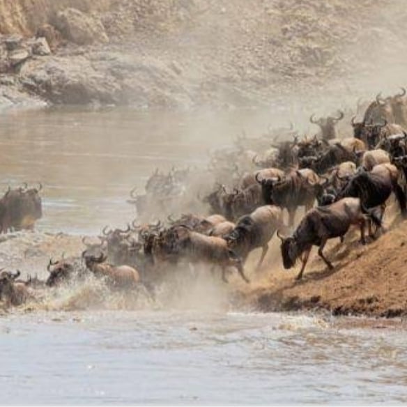 BoldBoundless's tweet photo. The great wildebeest immigration is the largest animal migration in the world. Every year, more than 2 million animals (wildebeest, zebra &amp; gazelle) migrate In a clockwise direction across the ecosystem of the serengeti(Tanzania) and the masai mara (Kenya). Book with us today. https://t.co/5G4Xlm55kX