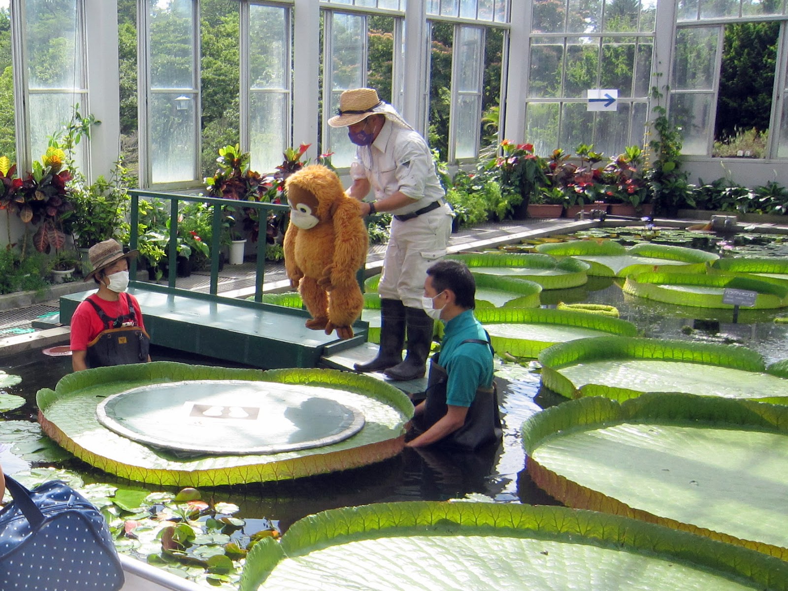 広島市植物公園 広島市植物公園の夏の風物詩 オオオニバス試乗体験会を今年も開催します 夏休みの思い出作りにお勧めのイベントです 写真はイメージです 全日応募制ですので 日程等の詳細や申込みについては下記のページからご確認下さい 広島市植物公園 広島市植物公園の夏の風物詩 オオオニバス試乗体験会を今年も開催します 夏休みの思い出作りにお勧めのイベントです 写真はイメージです 全日応募制ですので 日程等の詳細や申込みについては下記のページからご確認下さい