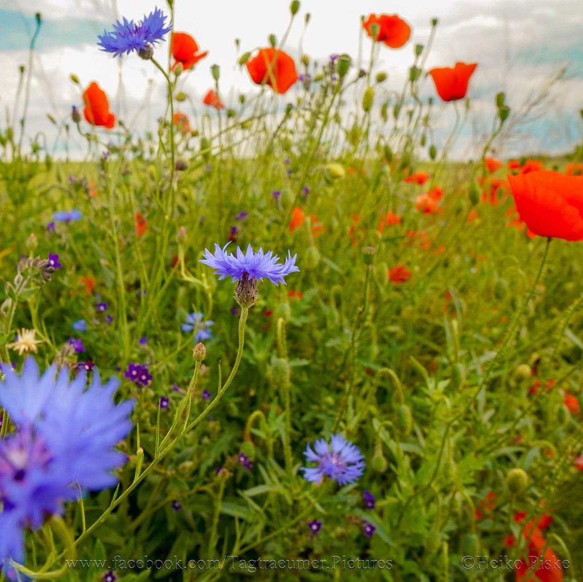 Guten Morgen 😊

#goodmorning #gutenmorgen #wildenatur #natur #nature #mohnblumen #kornblume #oberhavel #feelfree #wandernindeutschland #draussen #schön #lebengenießen #haveaniceday #wochenstart #neuewoche #montagsmotivation #spazieren #spaziergang