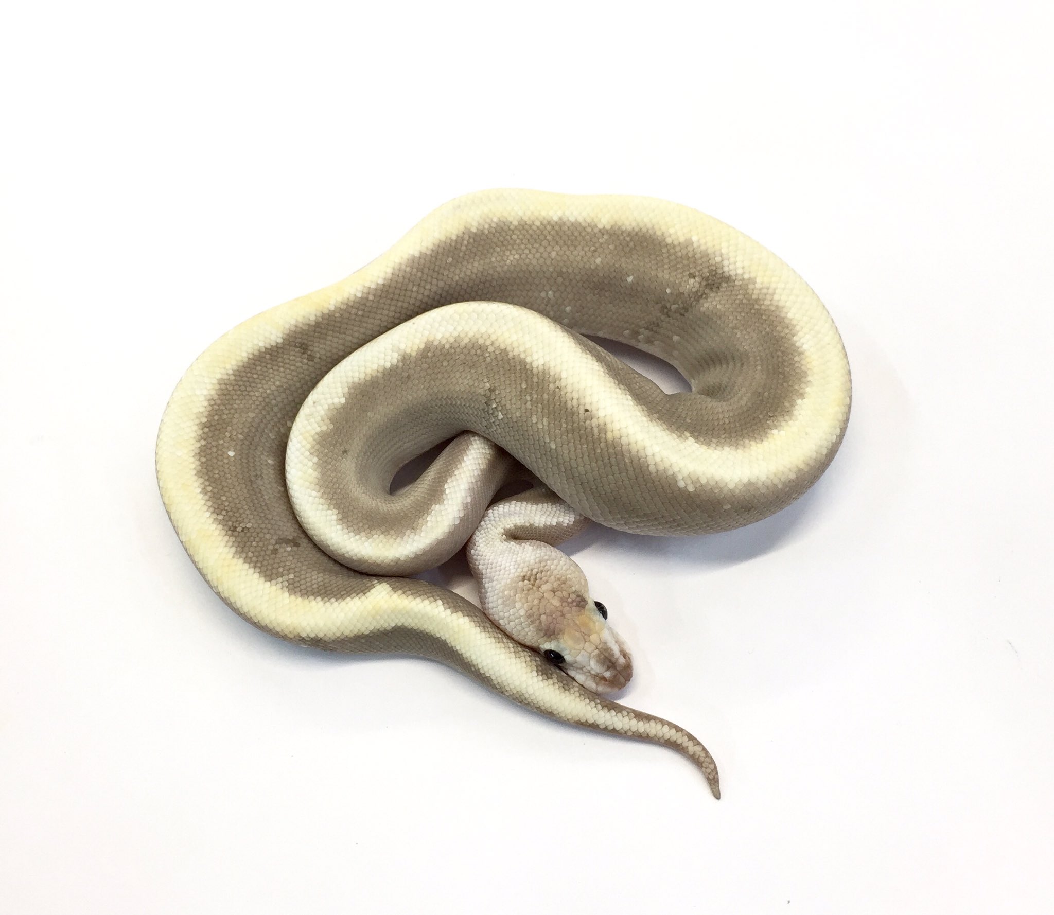 爬虫類ショップ マニレプ スタッフの呟き ボールパイソン Ghiモハベシャンパン ゴールドベースに背中のクリーム色が美しい個体です この組み合わせでないと出せない色合いが魅力的ですね T Co Iecwice4fo Twitter