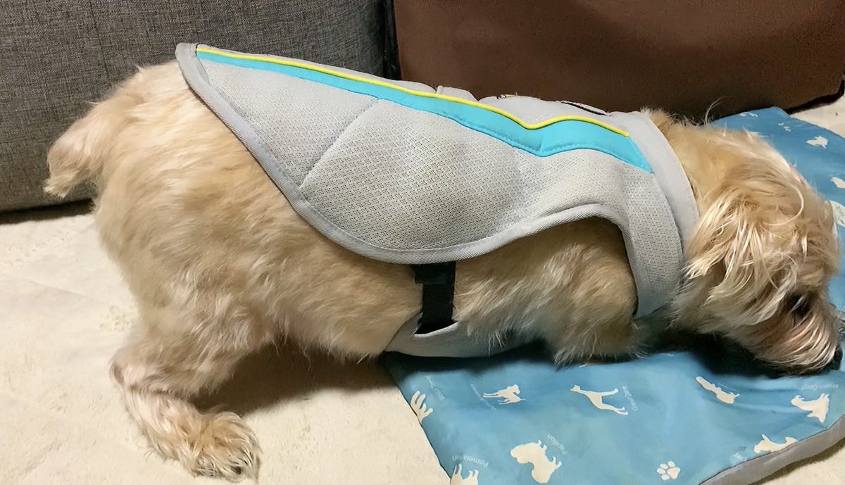 絆 All Japan 日本一心 伏せをする時にこのようにお尻を高くするのは腹痛なんです 犬がこのような姿勢をとる時 はお腹が痛い時てすから覚えておいてください