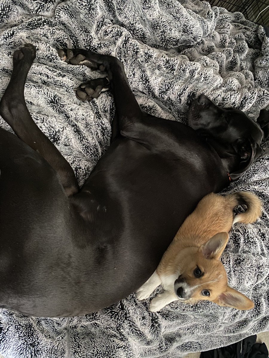 haggsy33's tweet photo. @KennTheSky My Great Dane and Corgi duo 😊 Magnus is my 10 month old Dane and Ophelia is my 5 month old corgi who is also the boss of the house despite her size. https://t.co/amh0iFNdrz