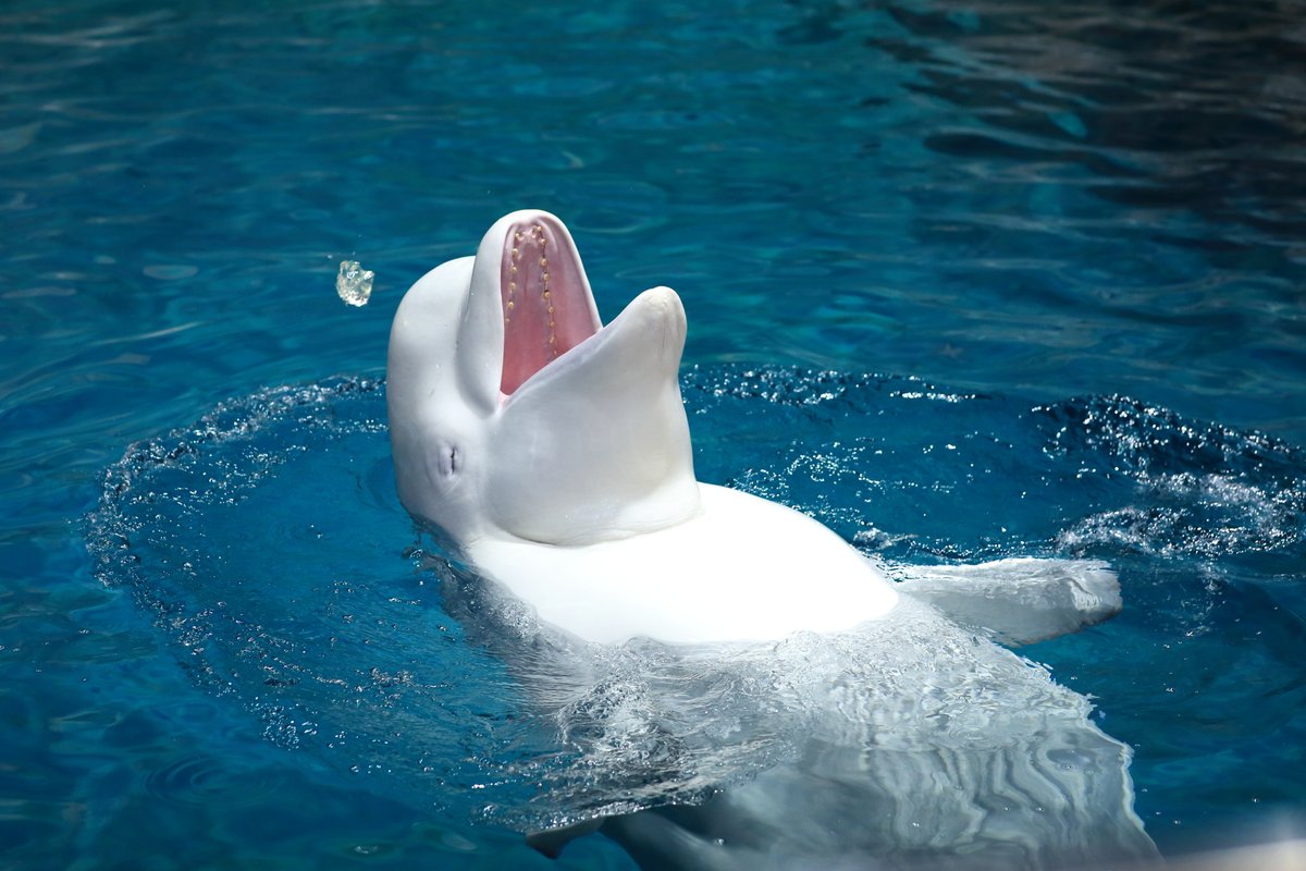 タグ シロイルカ の注目ツイート メガとんトラック