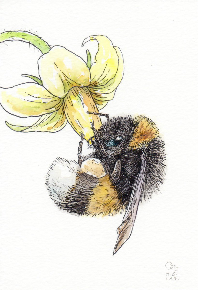 Twoucan マルハナバチ の注目ツイート イラスト マンガ