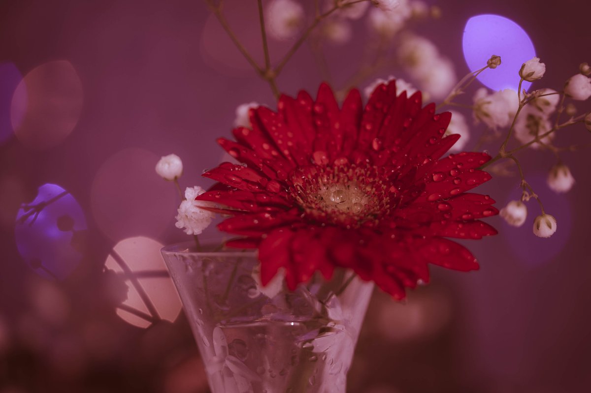 ernest20photos's tweet photo. Memories in #stilllife #photography 💜❤ #stilllifephotography #floralphotography #Flowers #flowerphotography #stilllifeflowers #macroflowerphotography #creativemacro #flowerlovers #creativestilllife https://t.co/HqjZ3UWu05
