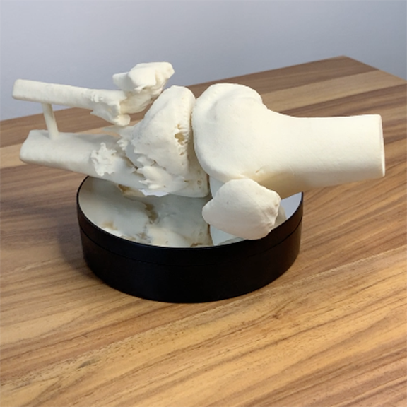 3dprinting_can's tweet photo. 3d printed in SLS nylon from a converted CT scan, this severely damage knee can be view from all angles. #3dprinting #3dprinted #3dprintedbone #ctscan #kneebone #sls #slsnylon #nylon #3dprintingcanada #3dprototype #rapidprototyping #3dprintedknee #3ddesign #canada #ontario https://t.co/IDlsSuhKym