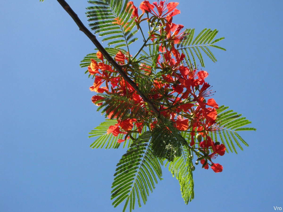 Les flamboyants🌳 un arbre à floraison rouge🌺 spectaculaire On les trouve dans toute l'île🥰 
#Madagascar🇲🇬🇲🇬
bit.ly/3xgYlu0