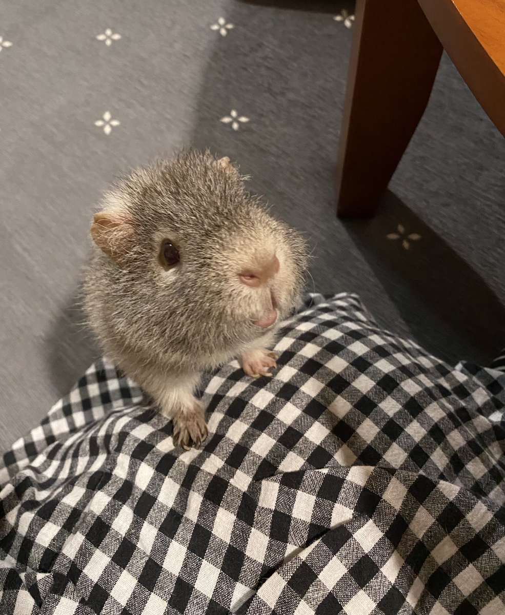 y_u_m_i_o__'s tweet image. プイプイ鳴きながら
食べ物をおねだりするモルくん(*´︶`*)

#モルモット