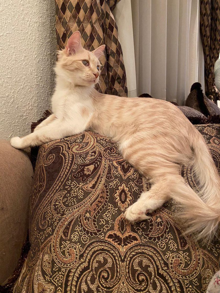 Open Paws tweet media