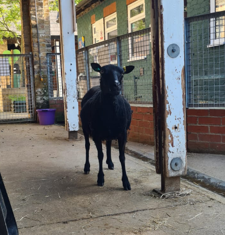 VauxhallFarm's tweet image. She may not have made the starting XI but Clover is still cheering Scotland on tonight against the Czech Republic 🏴󠁧󠁢󠁳󠁣󠁴󠁿⚽🇨🇿

She is from the Shetlands after all!!

#EURO2020 #EUROS2020