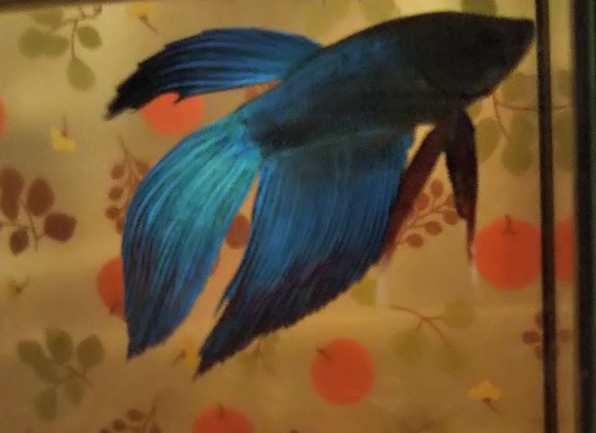 トラディショナルベタ