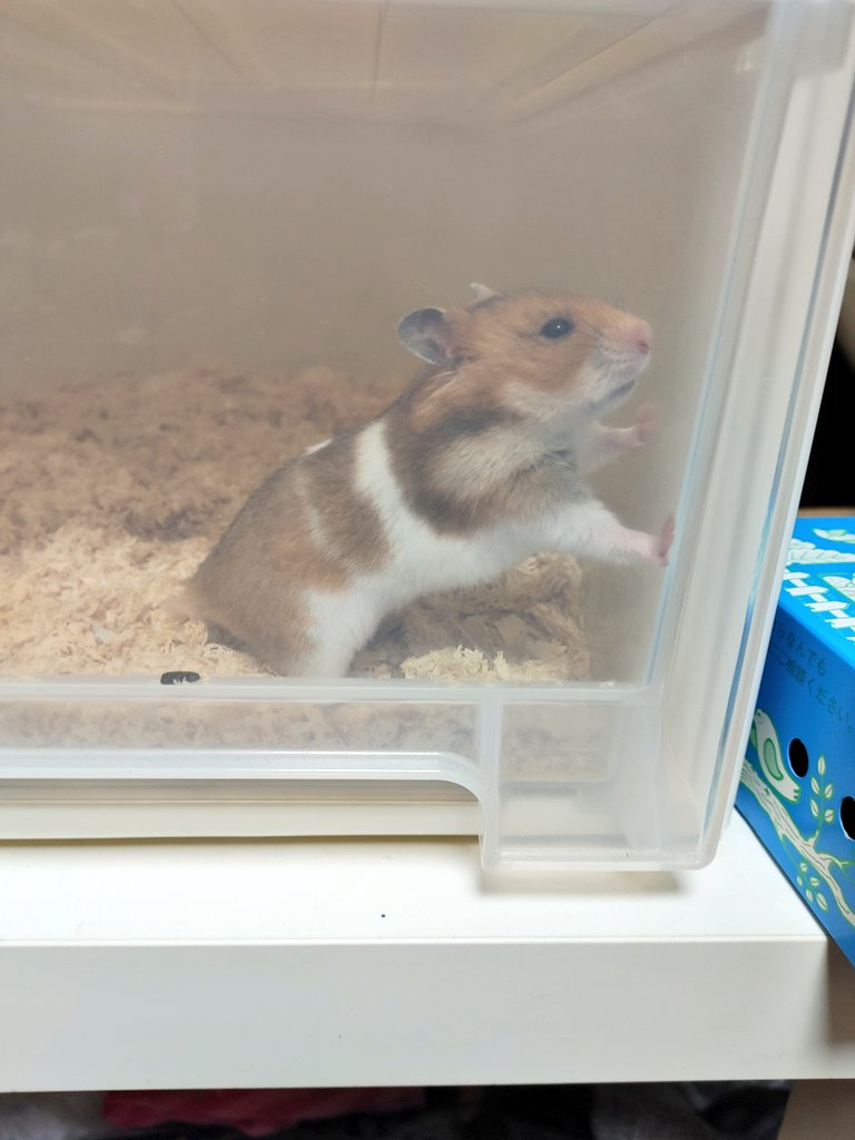 無敵の三杯酢 今日勢いで買ってきたハムスターの名前募集中 保険入ったから3日以内に決めなきゃです くそデカくて可愛い メスのゴールデンハムスターです T Co Ookg2ggv3t Twitter