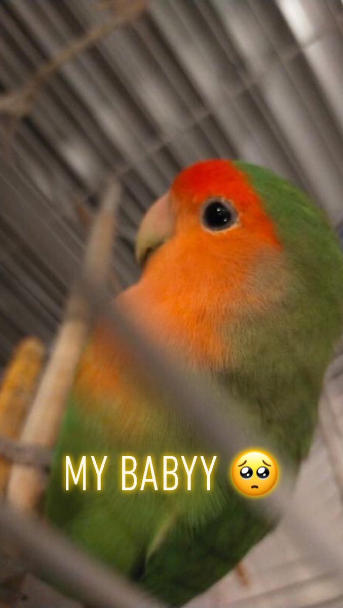 Soeman108's tweet photo. Beste mensen, ons vogeltje Sri is vanmiddag de tuin uit gevlogen en ma heel veel roepen probeerde hij terug te vliegen, maar vloog hij een hele andere kant op.... als jullie hem zien in de omgeving Laak/Molenwijk let me know!!! #sri #vogelvermist #dierenzoek #laak https://t.co/sHX8IJquBa