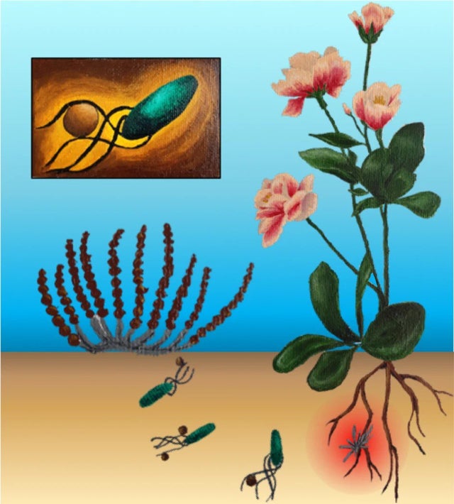 #science #STEM That fresh smell before the rain are Streptomyces spores, commonly found in root systems, hitch-hiking on motility structures other microbes. reddit.com/r/science/comm…