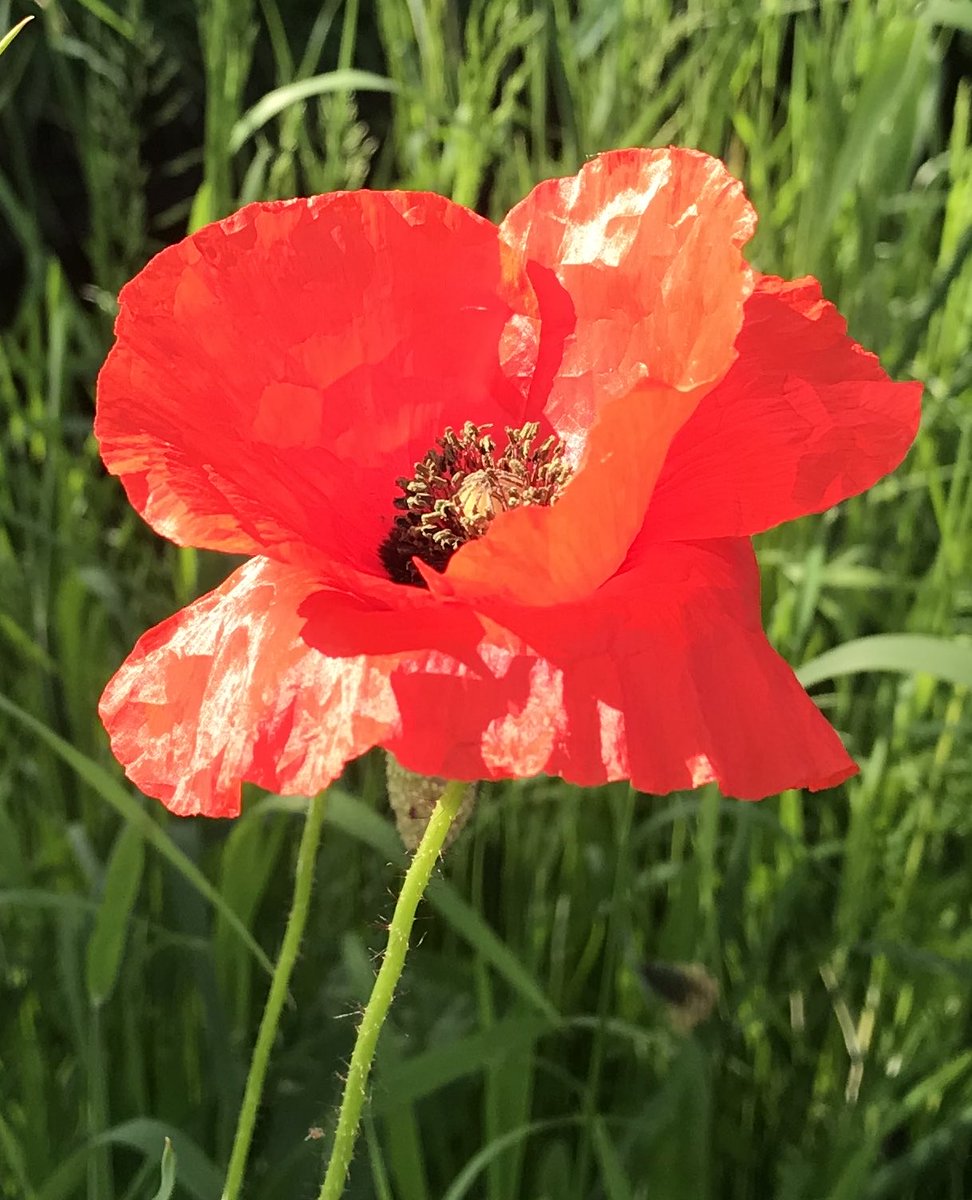 tulpenes's tweet photo. Wish I could paint this poppy/papaver. 
So yentle and yet so strong. https://t.co/sFX2Ivcfav