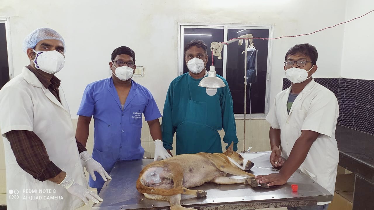 Vepery dog on sale hospital