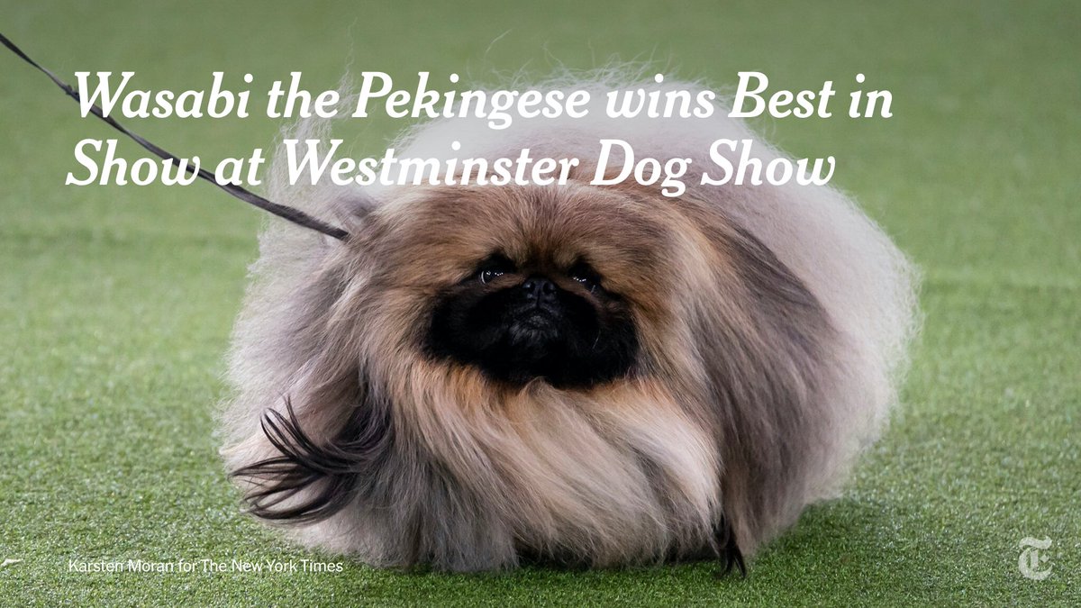 nytimes's tweet photo. The face of victory. 🏆

Wasabi, a three-year-old Pekingese from Pennsylvania, won Best in Show at the Westminster Kennel Club Dog Show. https://t.co/sF6YZ8I09J https://t.co/vXTHz1ZYwp