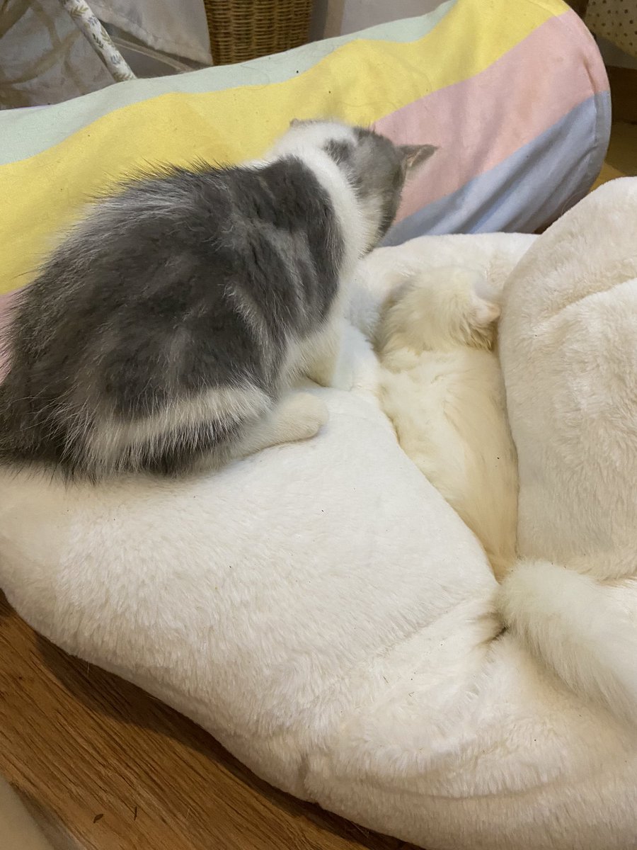 ૮꒰˵• ﻌ •˵꒱ა tweet media