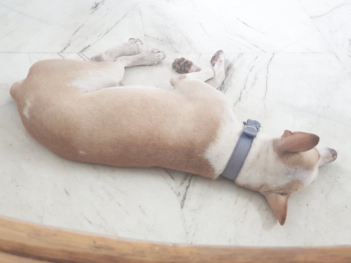 BoozanOfficial's tweet photo. After Running Around In The Hot Sun Chasing #Birds

#dogsofinstagram #dogstagram #Boozan #dogsoftwitter https://t.co/40xcKQXlvt