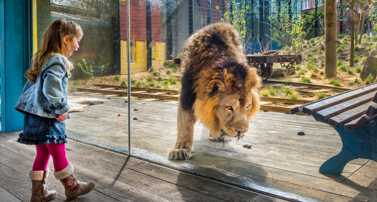 Зоопарк земля. Лондонский зоопарк земля Львов. Земля Львов London Zoo. Лондонский зоопарк львы. Девочка и Лев в зоопарке.