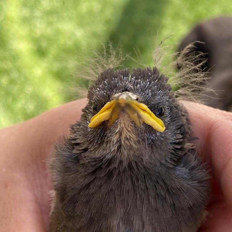 SweepsChimney's tweet photo. Birds, birds and more birds, we’ve had a flock of calls recently about birds in chimneys, rescued a few and had to leave a few well alone 🐣

If a bird has fallen down your chimney we can come and remove it for you, however if birds are nesting we can’t move them until later https://t.co/TlWdMOfg2k