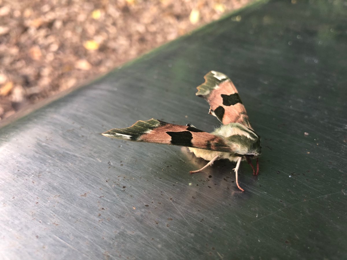 flintlocktheatr's tweet photo. Creature spotting in the park before school this morning. Any Twitter pals got any thoughts on who this winged beasty might be? https://t.co/x8Q1GoMEs7