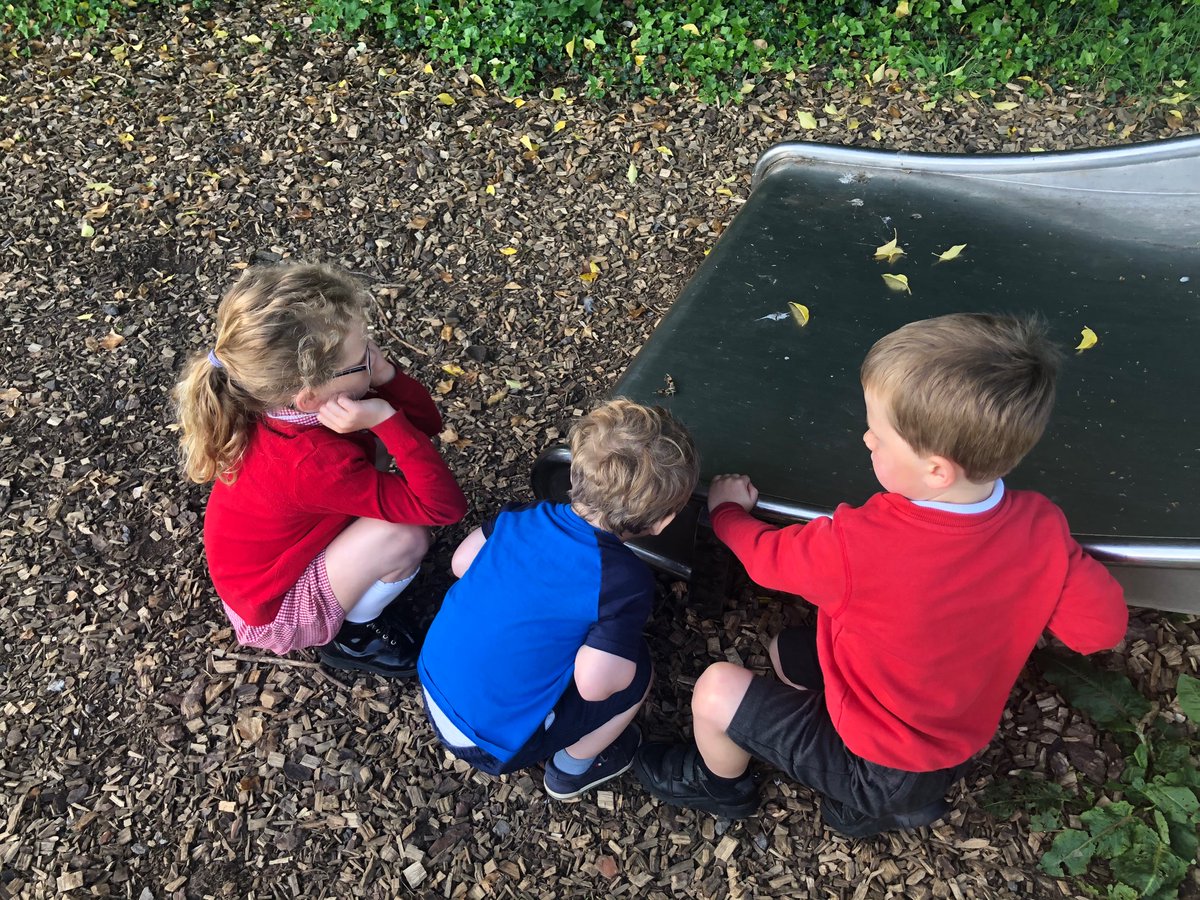 flintlocktheatr's tweet photo. Creature spotting in the park before school this morning. Any Twitter pals got any thoughts on who this winged beasty might be? https://t.co/x8Q1GoMEs7