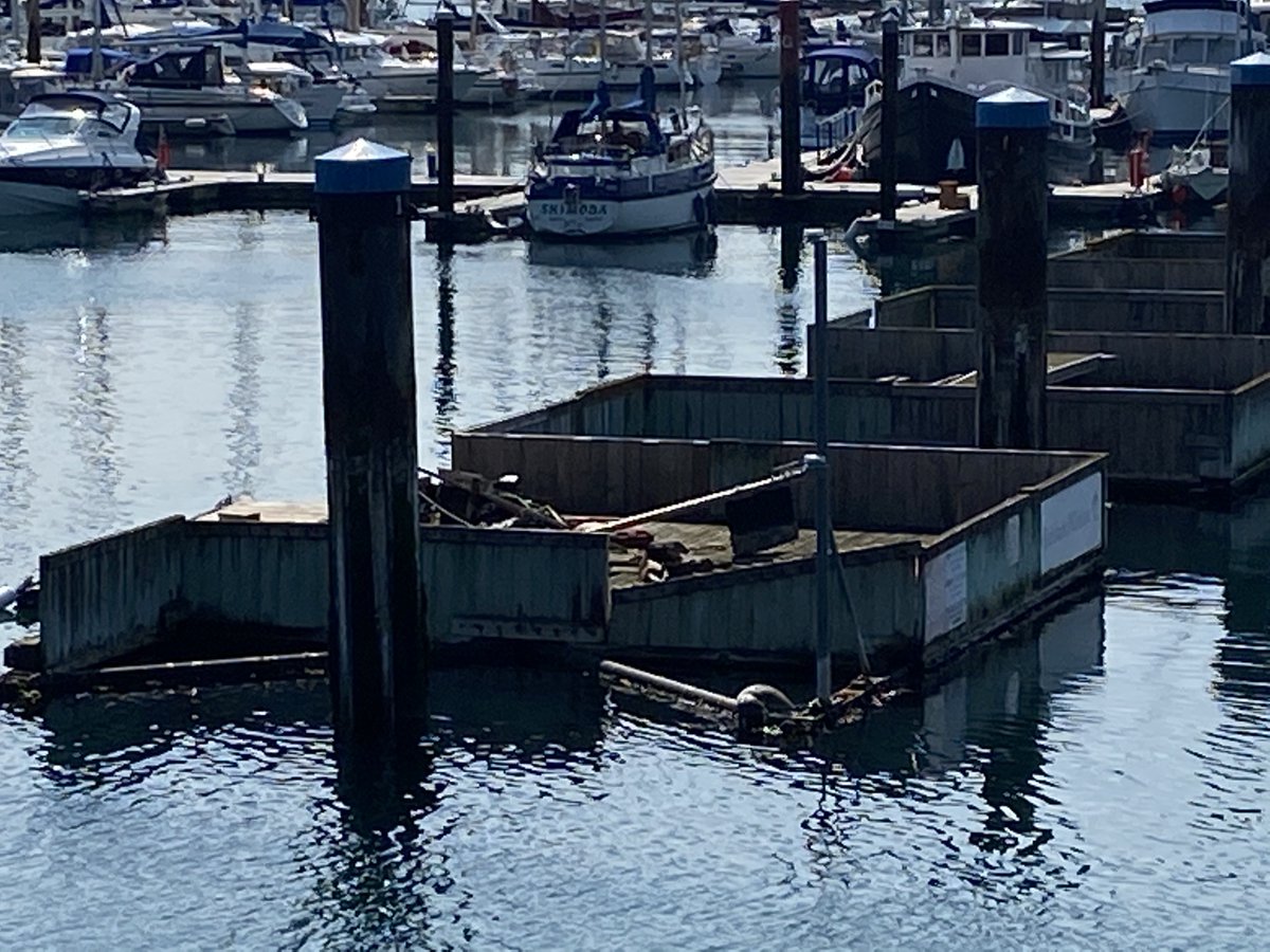 Brixham Holiday Homes | The sea view specialists (@brixhols) on Twitter photo Snoozy seal as seen from the Breakwater! You might have to look really closely, but he's there.....honestly! Snoozy seal as seen from the Breakwater! You might have to look really closely, but he's there.....honestly!