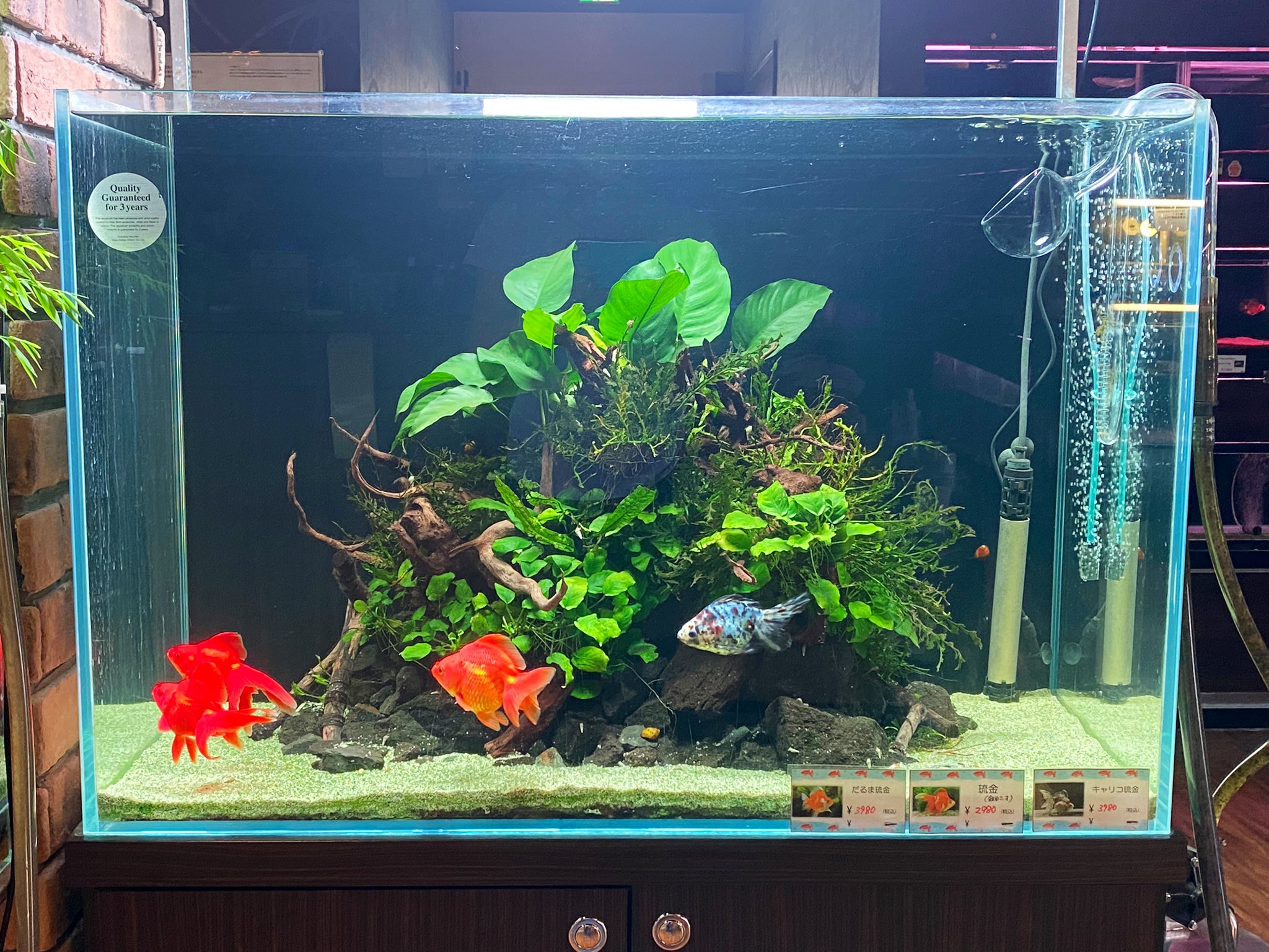 沖縄ビアンコ 公式 中の人帰りまーす ビアンコは19時までオープンです 90センチ金魚レイアウトのど真ん中に気がついたら アヌビアスバルテリー がドーンッ と鎮座してました Ww 大葉の水草が入ると存在感マシマシになりますね 沖縄ビアンコ 公式 中の人帰りまーす ビアンコは19時までオープンです 90センチ金魚レイアウトのど真ん中に気がついたら アヌビアスバルテリー がドーンッ と鎮座してました Ww 大葉の水草が入ると存在感マシマシになりますね