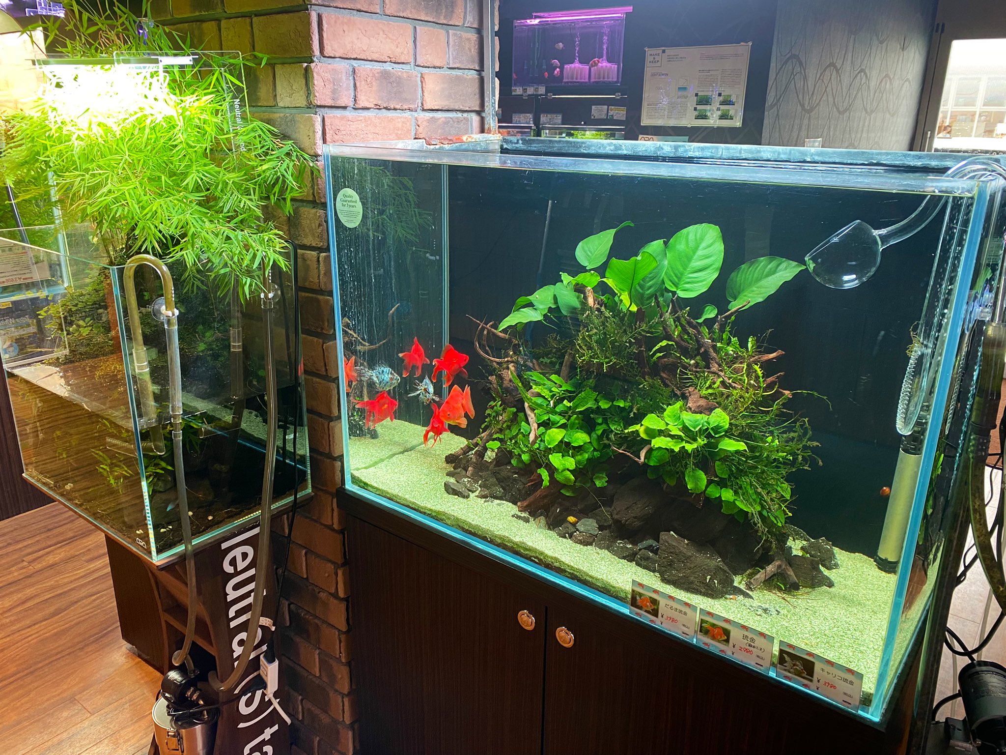 沖縄ビアンコ 公式 中の人帰りまーす ビアンコは19時までオープンです 90センチ金魚レイアウトのど真ん中に気がついたら アヌビアスバルテリー がドーンッ と鎮座してました Ww 大葉の水草が入ると存在感マシマシになりますね