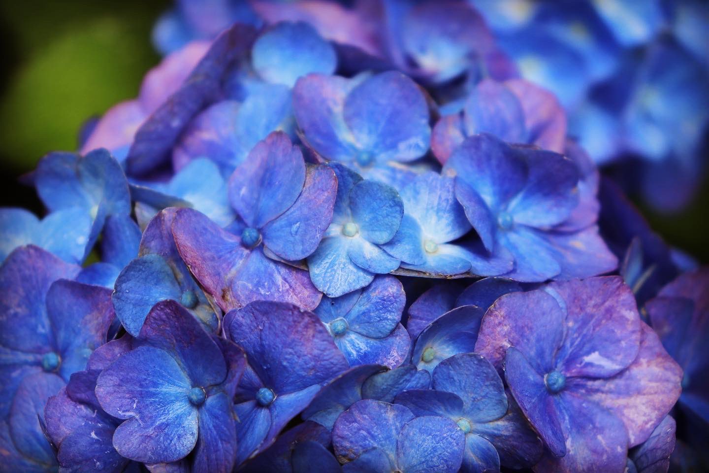 A I Hello Rainy Season 紫陽花 アジサイ あじさい Hydrangea 梅雨 Rainyseason T Co Vviu3ezff2 Twitter