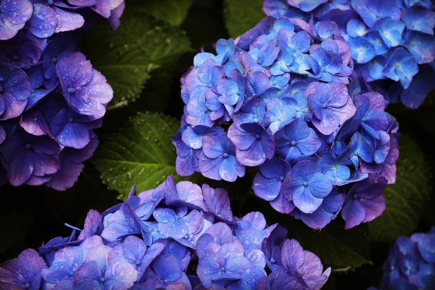 A I Hello Rainy Season 紫陽花 アジサイ あじさい Hydrangea 梅雨 Rainyseason T Co Vviu3ezff2 Twitter