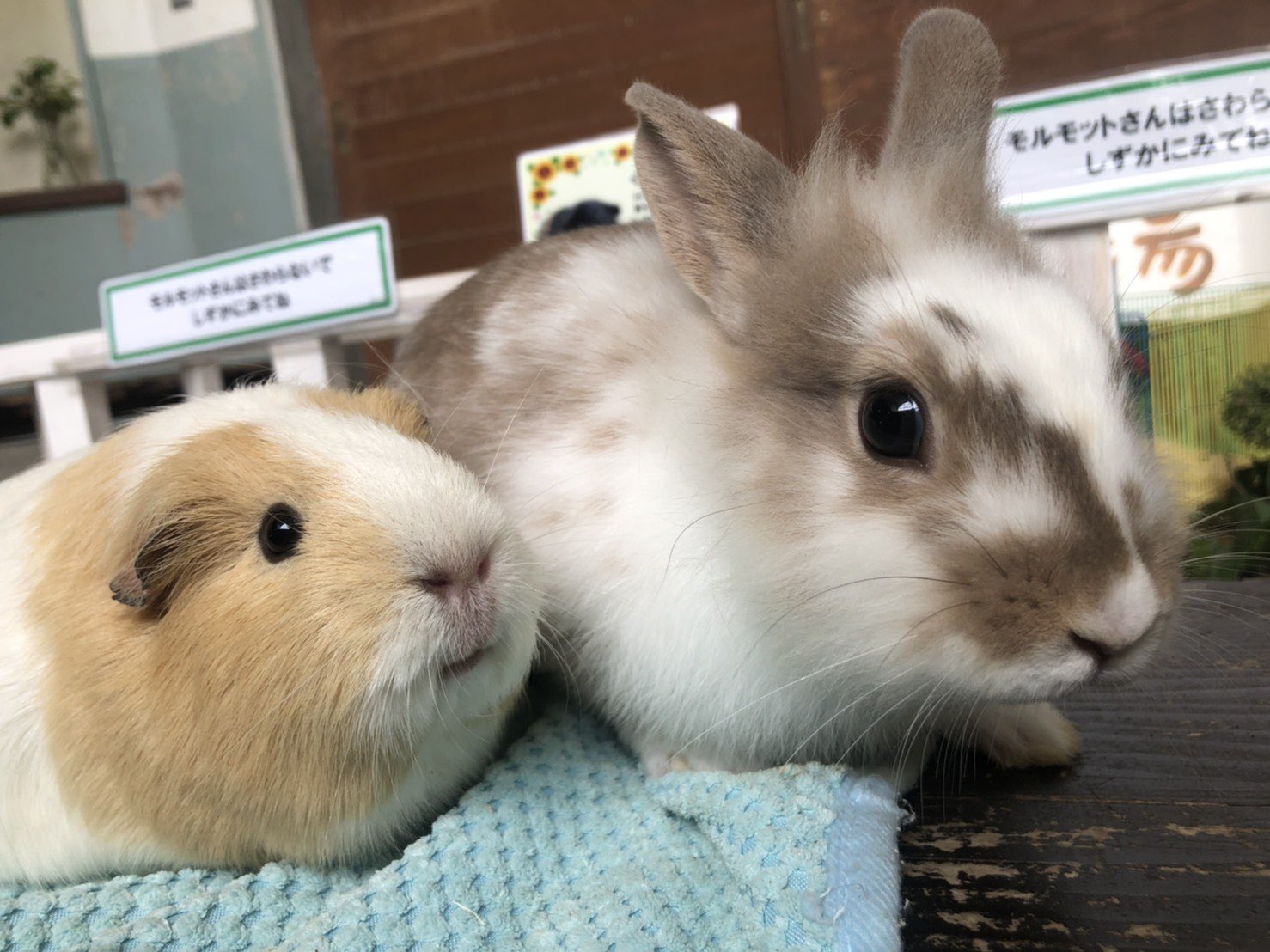 ひるがの高原 牧歌の里 公式 モコちゃんときぬよちゃん まさかの同じ大きさ きぬよちゃんうさぎ並にふっくら成長中 今日も楽しい一日でした 牧歌の里 ウサギ モルモット T Co Xirtt1mdrs Twitter