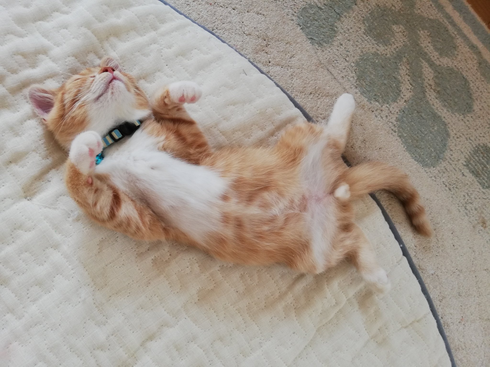 ねこねこきなこ 本日 きなこが家族になって１ヶ月目です 来たばかりの時から変わらず 甘えたい時は髪に潜って耳を舐めてきます まだまだ赤ちゃんだね これからもよろしくお願いします 子猫 記念日 スコティッシュフォールド 猫のいる暮らし