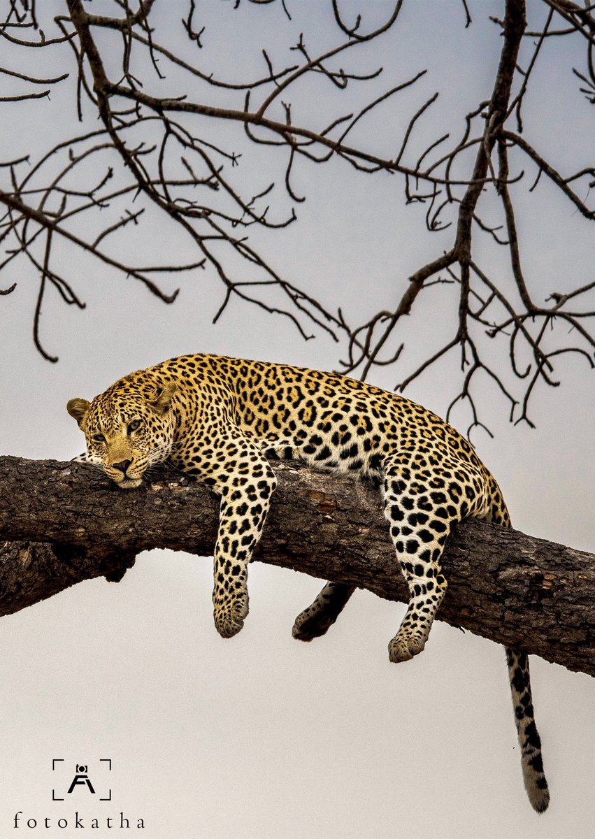 fotokatha_sa's tweet photo. Sleepy head: A leopard lolls on the bark of a tree in South Africa's Kruger National Park after polishing off the leftovers of a kill.
For entire story: https://t.co/3RKku1qrpZ

#leopardsofkruger #leopard #africa #africawildlife #krugernationalpark #kruger  #wildlifephotography https://t.co/dsQVtiFQPZ