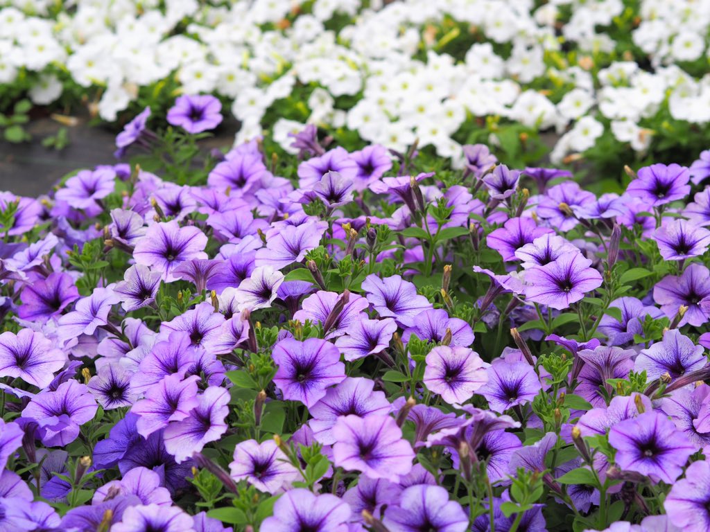 長谷川知美 𝗧𝗢𝗠𝗢𝗠𝗜 𝗛𝗔𝗦𝗘𝗚𝗔𝗪𝗔 Hasegawatomomi1 Twitter