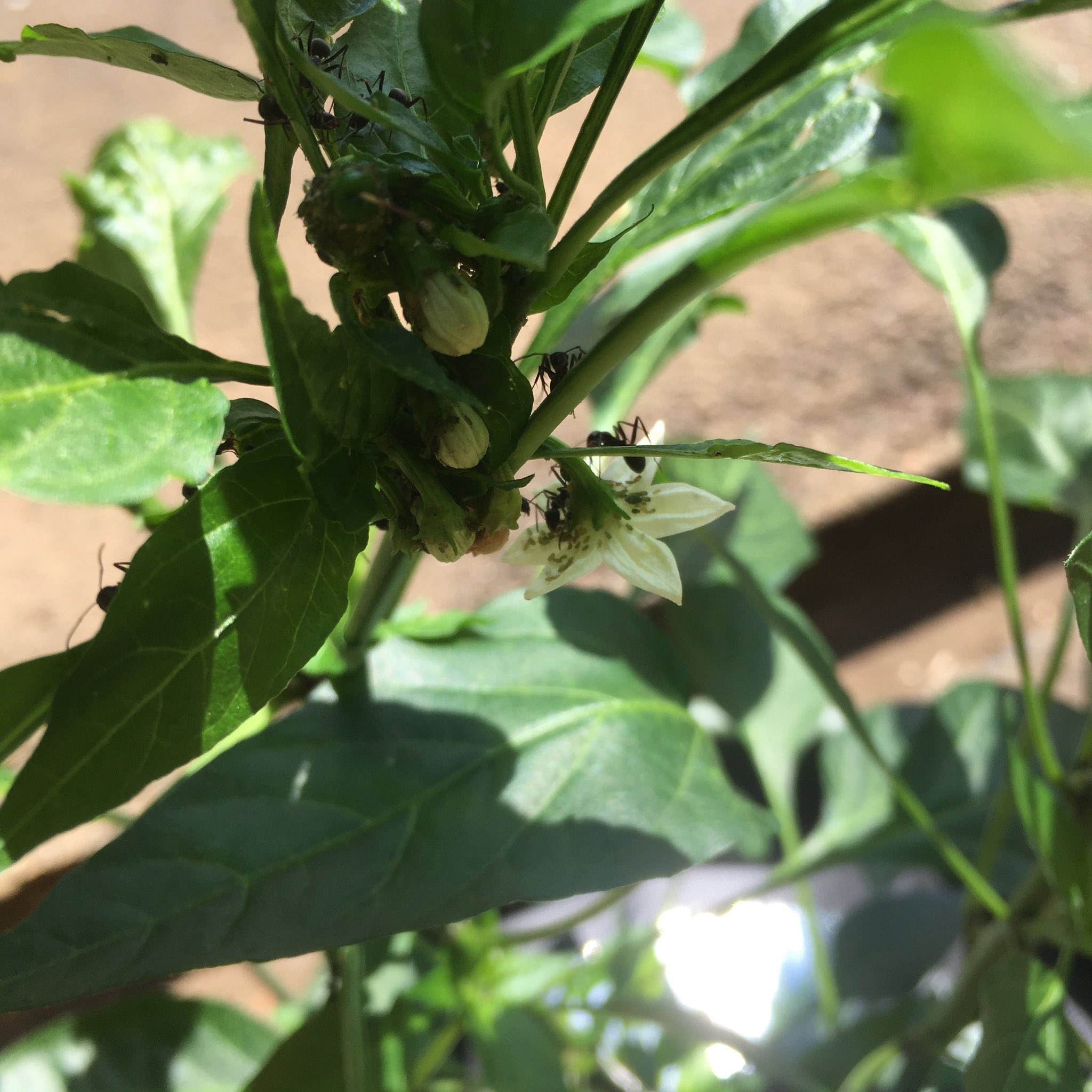 Vege Rhythm 野菜ソムリエ農家 鷹の爪にアブラムシが大量発生 そしてアブラに群がるアリ アリとアブラは相利共生してます アブラの甘い排泄物をアリが食べて アリはアブラを天敵から体を守る役割 小さいアブラを見つけるの大変だけど アリがウロウロして