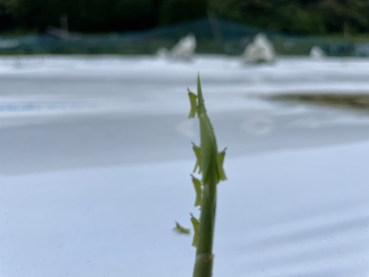 ট ইট র 三好永芳 遠くから眺めていて変な形の生姜の芽かと思いきや バッタの赤ちゃんが集合してた 笑 みよしファーム 四万十町窪川 生姜 新芽 ট ইট র 三好永芳 遠くから眺めていて変な形の生姜の芽かと思いきや バッタの赤ちゃんが集合してた 笑 みよしファーム 四万十町窪川 生姜 新芽