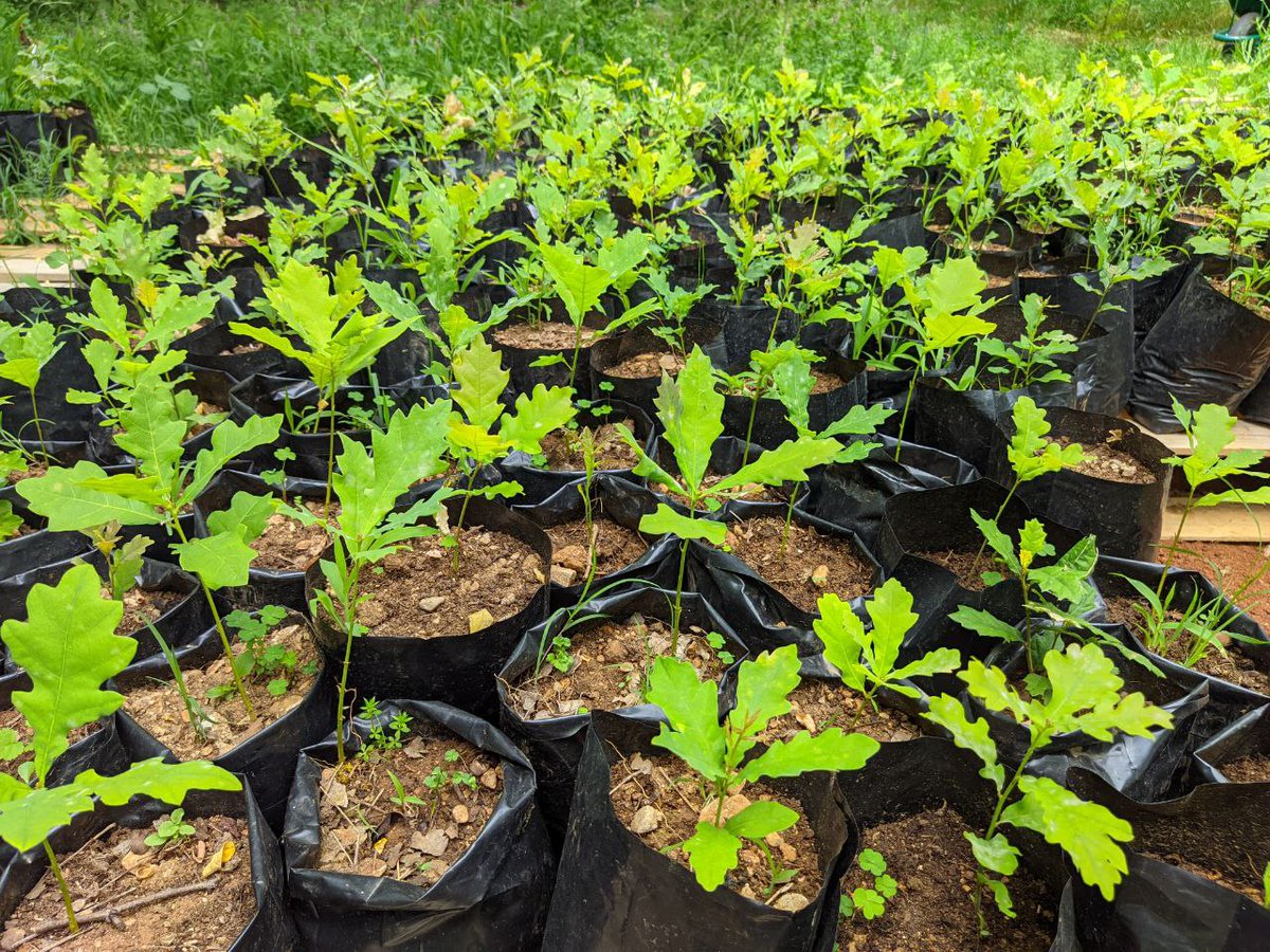 Ovi mladi hrastovi će jednog dana krasiti pejzaže ravničarskih predjela Crne Gore i formirati šume skadarskog hrasta. 
Sadnice hrasta formirane od sićušnih žirova rastu, svakog dana su samostalnije, a do jeseni biće spremne za sadnju. 
#udomižir #podignihrast @CEPFmed