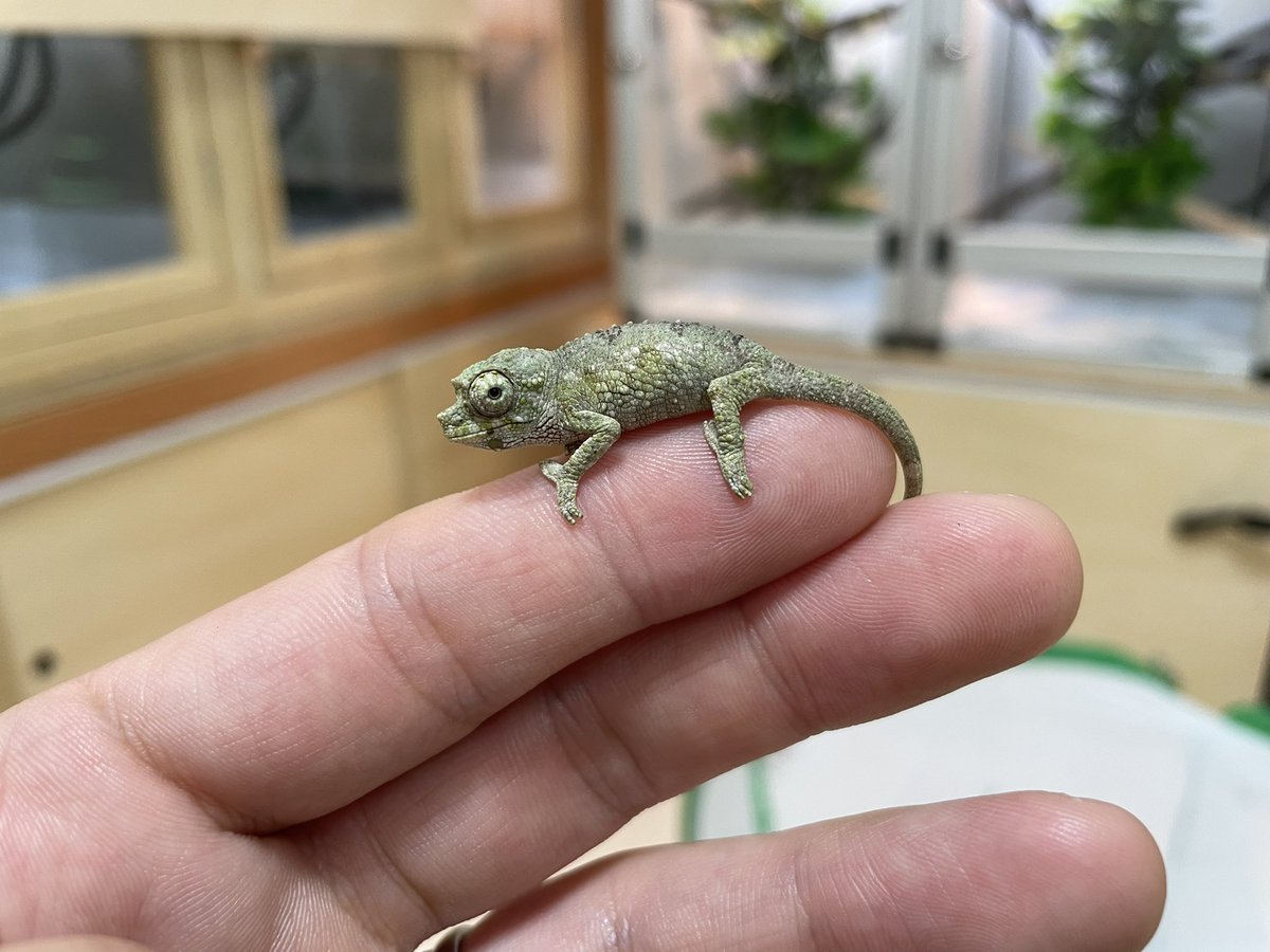 FandK 爬虫類木製ケージ on X