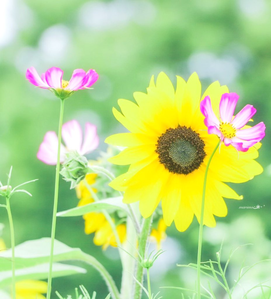 daiちゃん🌼🍀⁎⋆ ✧¨̮のんびり心地良く𓂃𓈒(ฅ´◡`⑅)ˢᵐⁱᒻᵉ🍀🌼 tweet media