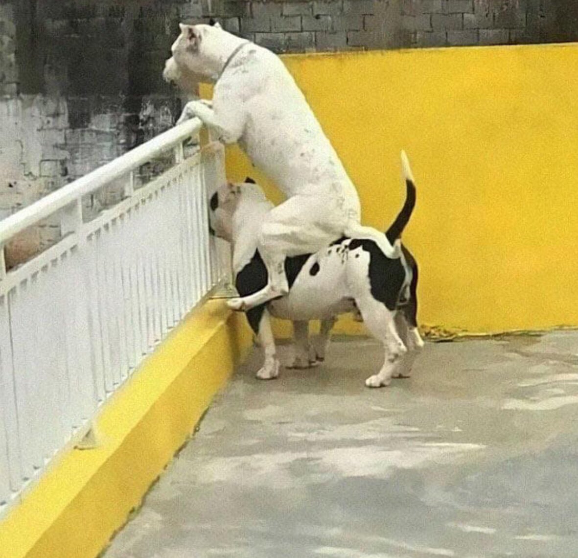 gizceist's tweet photo. The perfect spy team 😅😂😂 https://t.co/0AWPhoH0n7