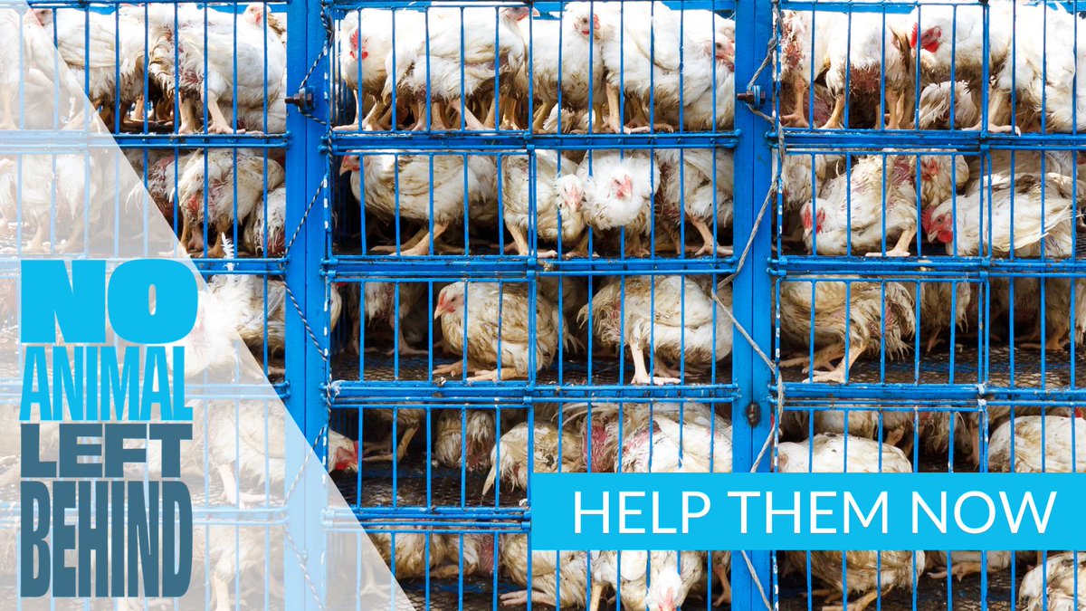 Act4AnimalsEU's tweet photo. 🙏Every voice added will help our pledge reach @EU_Commission, calling for much needed change in how animals are transported in the EU. 

🗣️Please help us make a difference: sign here ✍️
➡️ https://t.co/XPw6aPQpQn and share with friends! 

#NoAnimalLeftBehind #BanLiveExports https://t.co/af70BedF5w