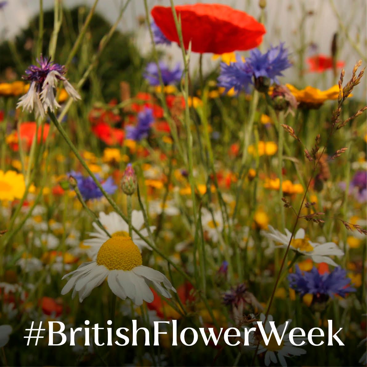 Happy #BritishFlowerWeek 

We love this campaign celebrating the beauty and variety of British cut flowers, as well as the florists, growers and wholesalers.
 
Show your support for the British flower industry and get a floral display in your window!

#britishflowerweek